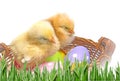 easter eggs and chickens Royalty Free Stock Photo