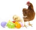 Easter eggs and chickens with a hen Royalty Free Stock Photo
