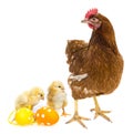 Easter eggs and chickens with a hen Royalty Free Stock Photo
