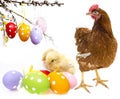 Easter eggs and chickens Royalty Free Stock Photo
