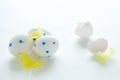 Easter eggs with colorful feathers, broken shell and chicken footprint Royalty Free Stock Photo