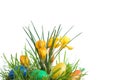 Easter eggs and crocus. Royalty Free Stock Photo