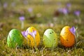 Easter eggs with crocus Royalty Free Stock Photo