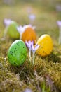 Easter eggs with crocus Royalty Free Stock Photo