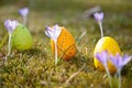 Easter eggs with crocus Royalty Free Stock Photo