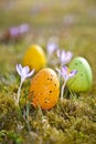 Easter eggs with crocus Royalty Free Stock Photo