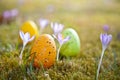 Easter eggs with crocus Royalty Free Stock Photo