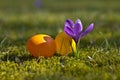 Easter eggs with crocus in springtime