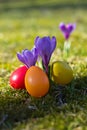 Easter eggs with crocus in springtime Royalty Free Stock Photo