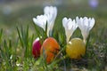 Easter eggs with crocus in springtime Royalty Free Stock Photo