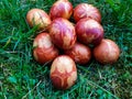 Easter Eggs Decorated with Natural Grass and Flower blossoms and Boiled in Onions Peels Royalty Free Stock Photo