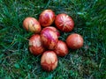 Easter Eggs Decorated with Natural Grass and Flower blossoms and Boiled in Onions Peels Royalty Free Stock Photo