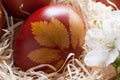 Easter eggs dyed with onion peels, with a pattern of fresh herbs Royalty Free Stock Photo