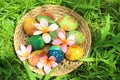 Easter Eggs. Easter eggs in a basket with Pink Bali frangipani flowers on green grass background. Royalty Free Stock Photo