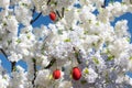 Easter eggs on a flowering tree. Royalty Free Stock Photo