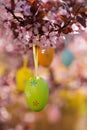 Easter eggs in a flowering tree Royalty Free Stock Photo