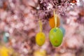 Easter eggs in a flowering tree Royalty Free Stock Photo