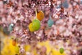 Easter eggs in a flowering tree Royalty Free Stock Photo