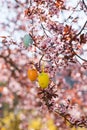Easter eggs in a flowering tree Royalty Free Stock Photo