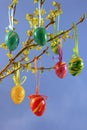 Easter eggs on a forsythia bough