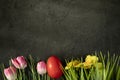 Easter eggs on fresh green grass against grey concrete background, colorful pink tulips and yellow daisies. Happy Easter Royalty Free Stock Photo