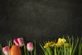 Easter eggs on fresh green grass against grey concrete background, colorful pink tulips and yellow daisies. Happy Easter Royalty Free Stock Photo