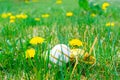 Easter eggs. Golden egg with yellow spring flowers in celebration basket on green grass background. Easter hunt concept Royalty Free Stock Photo