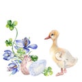 Easter eggs, gosling and clover. Easter illustration with crocus, shamrock and bird isolated on white background