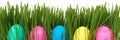 Easter eggs in grass