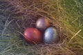 Easter eggs in the grass