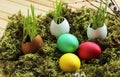 Easter eggs on the grass