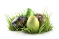 Easter eggs on the grass, isolated on a white background. Royalty Free Stock Photo