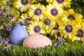 Easter Eggs in Grass