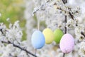 Easter eggs hanging on blooming hawthorn tree in the garden Royalty Free Stock Photo