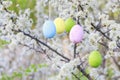 Easter eggs hanging on blooming hawthorn tree in the garden Royalty Free Stock Photo