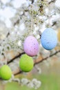 Easter eggs hanging on blooming hawthorn tree in the garden Royalty Free Stock Photo