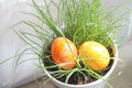 Easter eggs hidden in the grass in the flower pot at indoor room