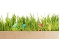 Easter eggs hiden in grass Royalty Free Stock Photo