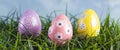 Easter Eggs Hiding in the Grass on a Beautiful Spring Day Royalty Free Stock Photo