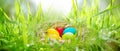 Easter eggs in a meadow