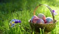Easter eggs on the morning grass