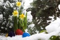 Pasqua uova un Narciso la neve 