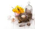 Easter eggs nest with birdcage and yellow Spring Crocus