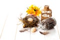 Easter eggs nest Royalty Free Stock Photo