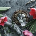 Easter eggs in nest with feathers and red tulips flowers on blue background. Happy Easter holiday, top view, flat lay. Royalty Free Stock Photo