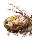 Easter eggs in the nest with narcissus Royalty Free Stock Photo