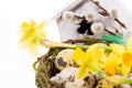 Easter eggs in the nest with narcissus Royalty Free Stock Photo