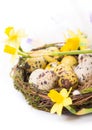 Easter eggs in the nest with narcissus Royalty Free Stock Photo