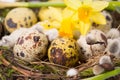Easter eggs in the nest with narcissus Royalty Free Stock Photo