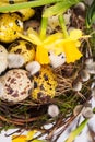 Easter eggs in the nest with narcissus Royalty Free Stock Photo
